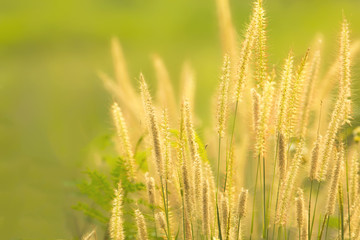 Dawn of the fresh air and the beauty of the flowers for the background. Good morning.