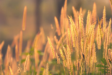 Fototapeta premium Dawn of the fresh air and the beauty of the flowers for the background. Good morning.