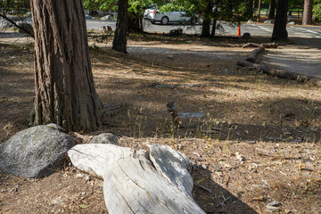 Squirrel near the parking lot, Yosemite national park, California, USA