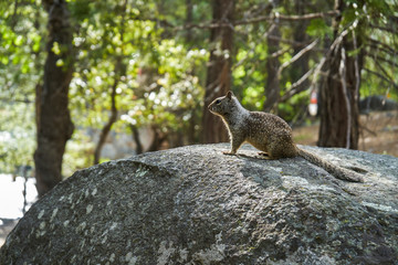 Squirrel sitting on a rock, Yosemite national park, California, USA