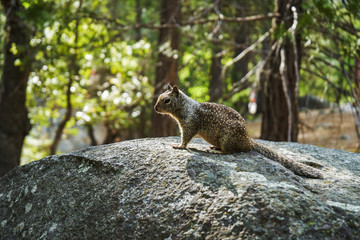 Squirrel on a stone, Yosemite national park, California, USA