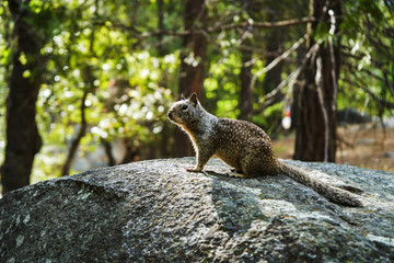 Squirrel on a stone, Yosemite national park, California, USA