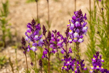 Purple Snapdragon flowers in the garden