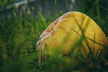Apfel in einer Wiese