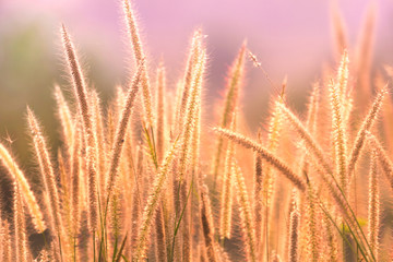 Dawn of the fresh air and the beauty of the flowers for the background. Good morning.