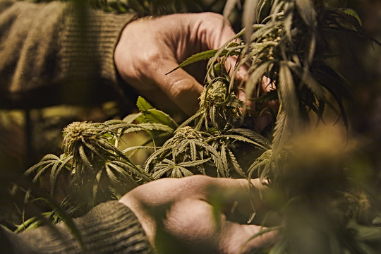 a person checking their marijuana plant