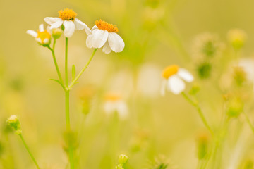 Dawn of the fresh air and the beauty of the flowers for the background. Good morning.