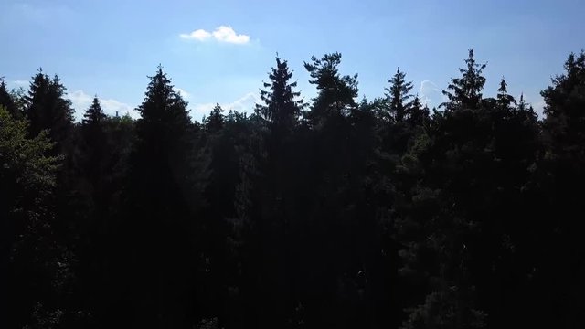 traumhafter teich mitten im wald