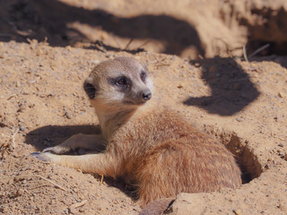 Fototapeta premium Meerkat