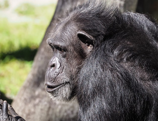 Chimpanzee