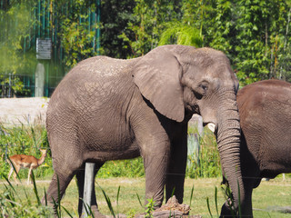 Fototapeta premium Elephant
