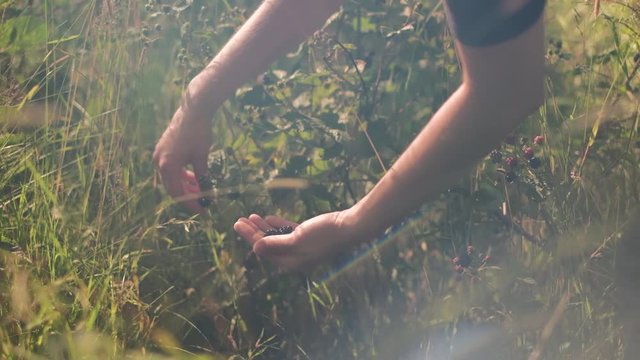 Young woman is collecting wild blackberries in the forest during summer evening, close up shot in 4K UHD