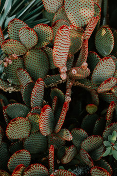 cactus with red spikes