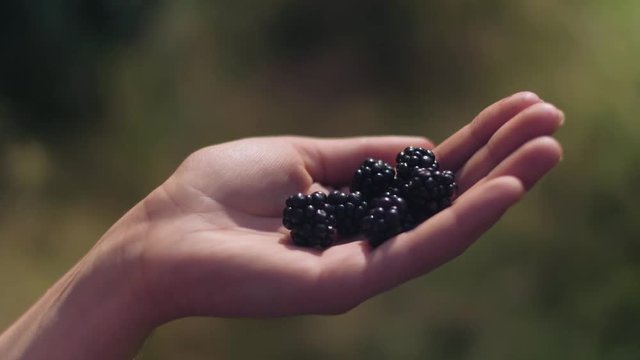 Young woman is showing wild blackberries harvested in the forest during summer evening, close up shot in 4K UHD