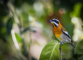 Western Spindalis - Spindalis Zena - Closeup