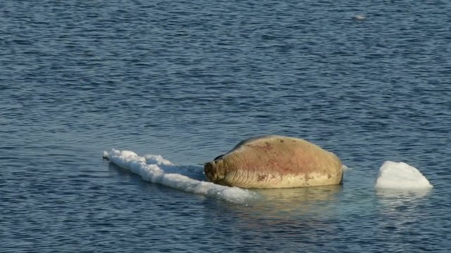 Walruses on ice flow