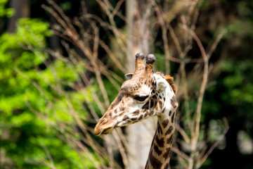 Giraffe close up portrait. 