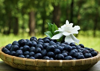 A white gardenia flower (Gardenia jasminoides) is on the basket of soft focus ripe blueberries in the garden, Spring in GA USA.