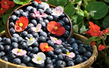 A bowl of blueberries decorated with colorful petal of flowers on the soft focus flower garden background, Spring in GA USA.