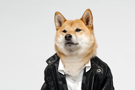 Stylish manlike dog