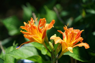 wild daylily in nagano