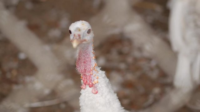 farm chicken cock