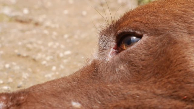 dog laying on the floor closing eyes