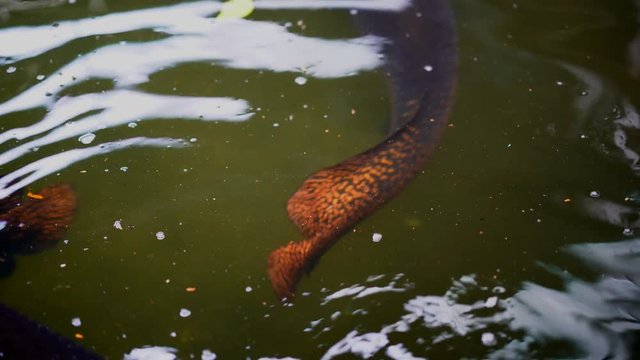 Arapaima gigas fish or pirarucu fish is big body in river
