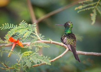 Cuban emerald - Chlorostilbon ricordii - Closeup