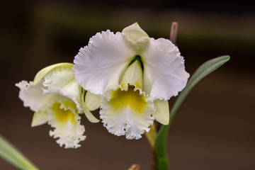 White flower with Yellow accents - Soft Green Background, Beautiful Petals and color patterns, Garden Floral Background Image