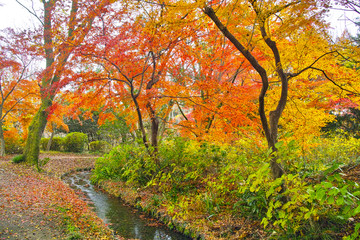 Naklejka premium 紅葉シーズンの京都、小川と紅葉 