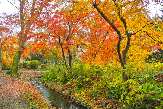 紅葉シーズンの京都、小川と紅葉

