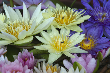 Colorful lotus flowers blooming