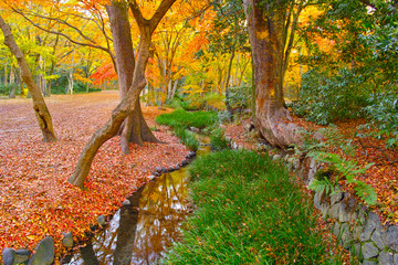 紅葉シーズンの京都、小川と紅葉
