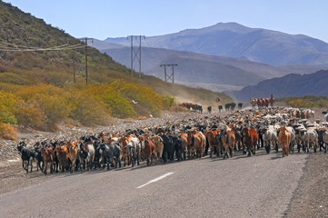 Rebaño de chivos en transito hacia los lugares de pastoreo de verano, (veranadas), Mendoza,...