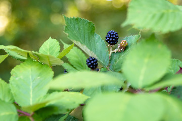 Close up of fresh blackberries growing on a vine out in the woods, some ripe black and some unripe green

