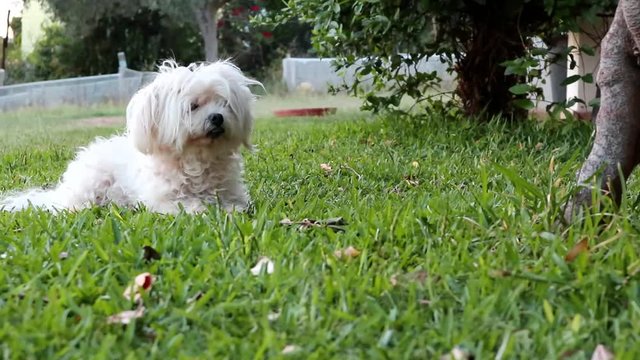 Cute Maltese Dog resting on green grass at the garden