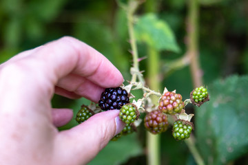 Close up of a hand picking fresh blackberries growing on a vine out in the woods, some ripe black and some unripe green
