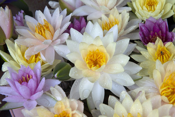 Fototapeta premium Colorful lotus flowers blooming