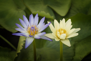 Colorful lotus flowers blooming