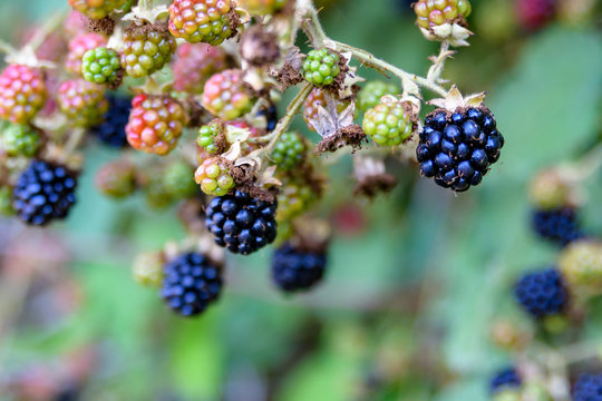 Close up of fresh blackberries growing on a vine out in the woods, some ripe black and some unripe green
