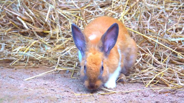 Rabbit on ground, Brow rabbit eating grass
