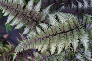 Athyrium niponicum “Metallicum” Japanese painted fern closeup © Joanne Bell