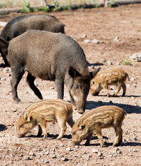 Baby boars in a mud with their mother