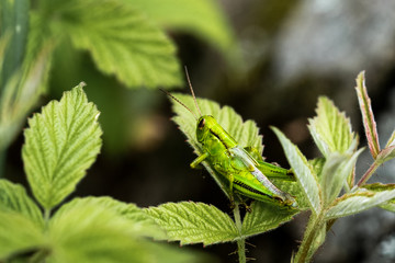 Grasshopper on a leaf