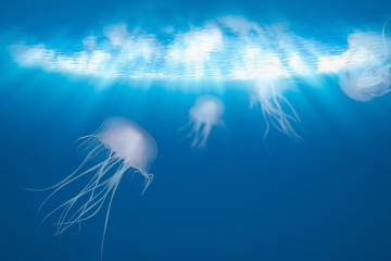 The jellyfish in blue ocean background