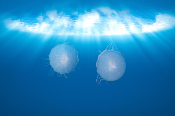 Fototapeta na wymiar The jellyfish in blue ocean background