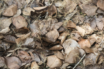 Dry leaves on the floor background.