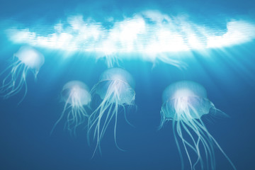 The jellyfish in blue ocean background