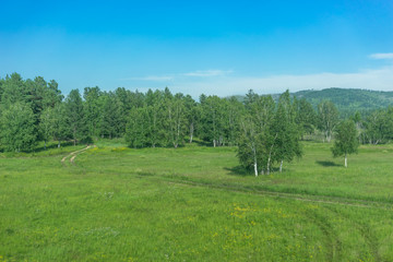 Fototapeta na wymiar Natural landscape with birch grove.